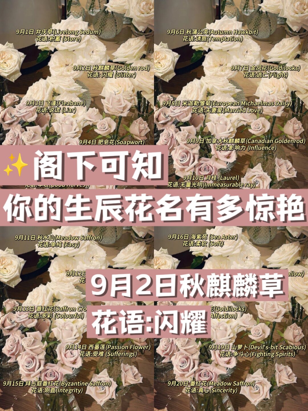 今天更新的是生辰花名9月篇,请查收  "9月2日秋麒麟草 花语:闪耀"