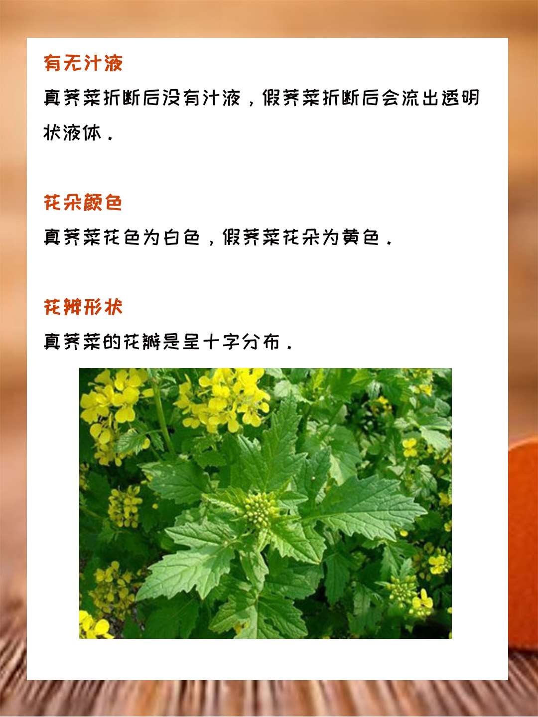 真假荠菜的区别