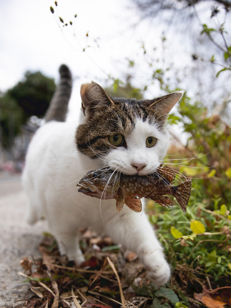 猫咪摄影师拍摄教程，技巧大全