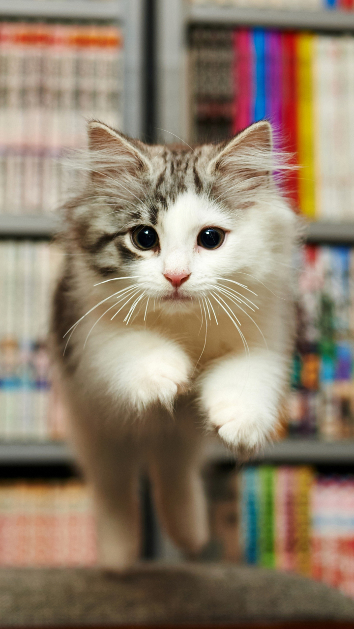软萌可爱的奶猫壁纸 猫是那种超可爱的带有灵气的小动物.