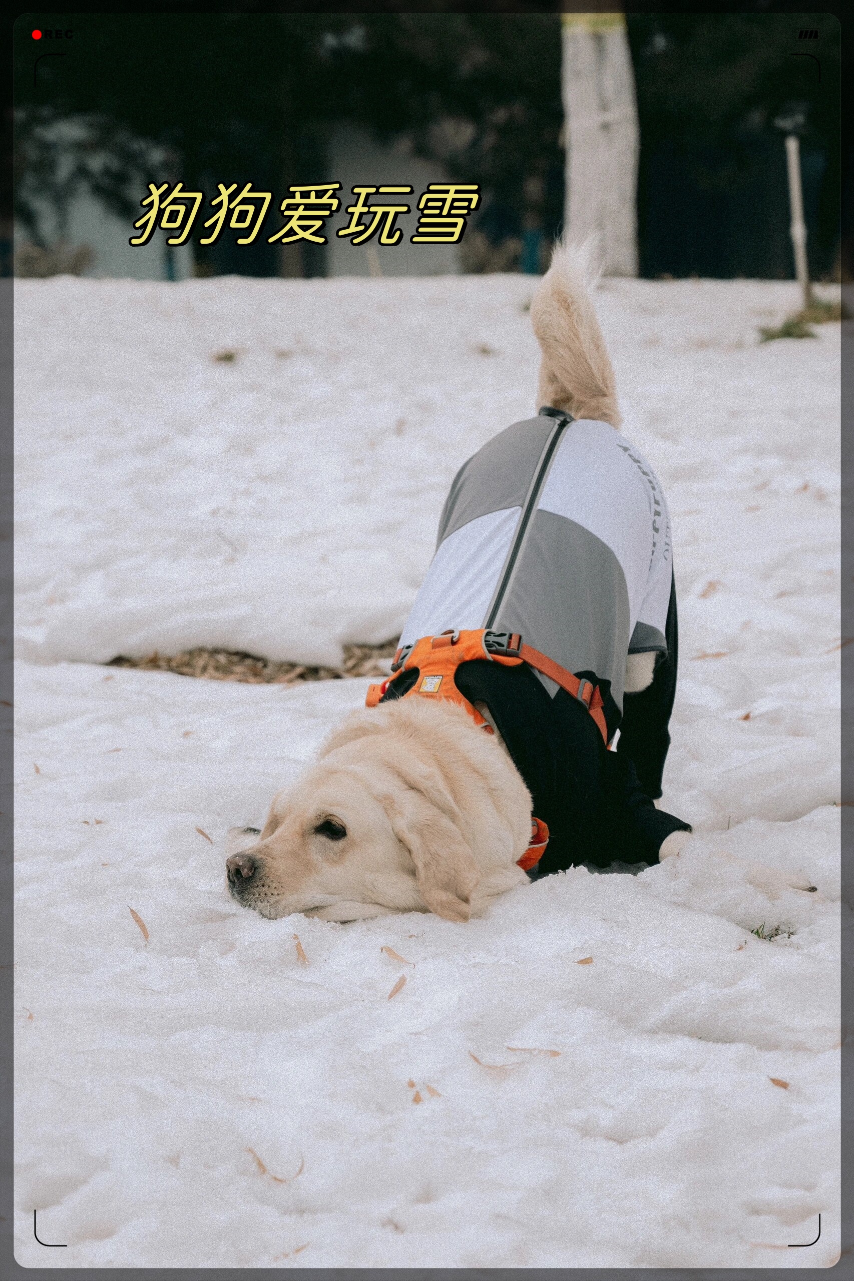 雪地里实在太好玩啦摔的满鼻子雪哈哈哈哈 我要上热门