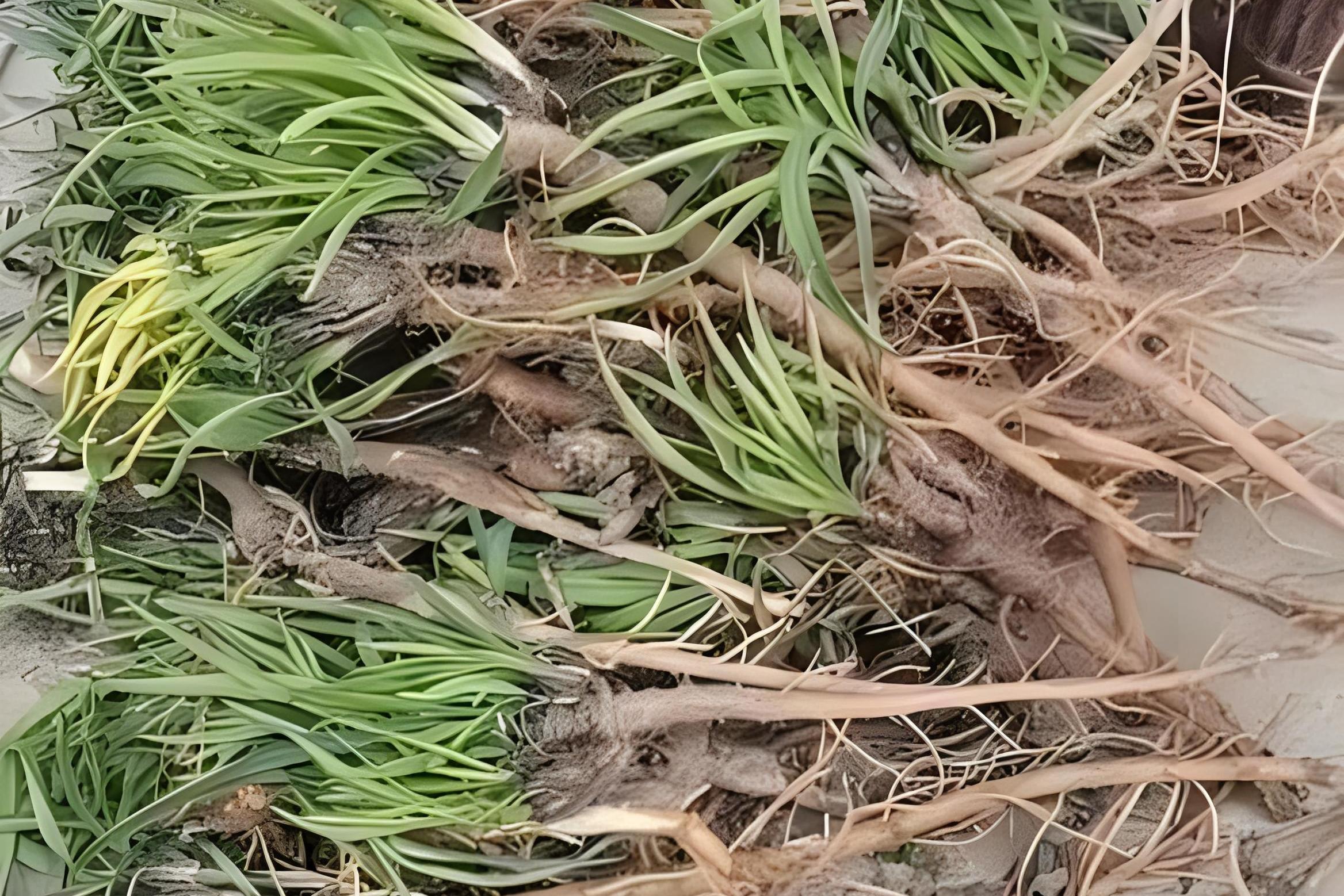 掌握这些技术可成功种植出优质柴胡