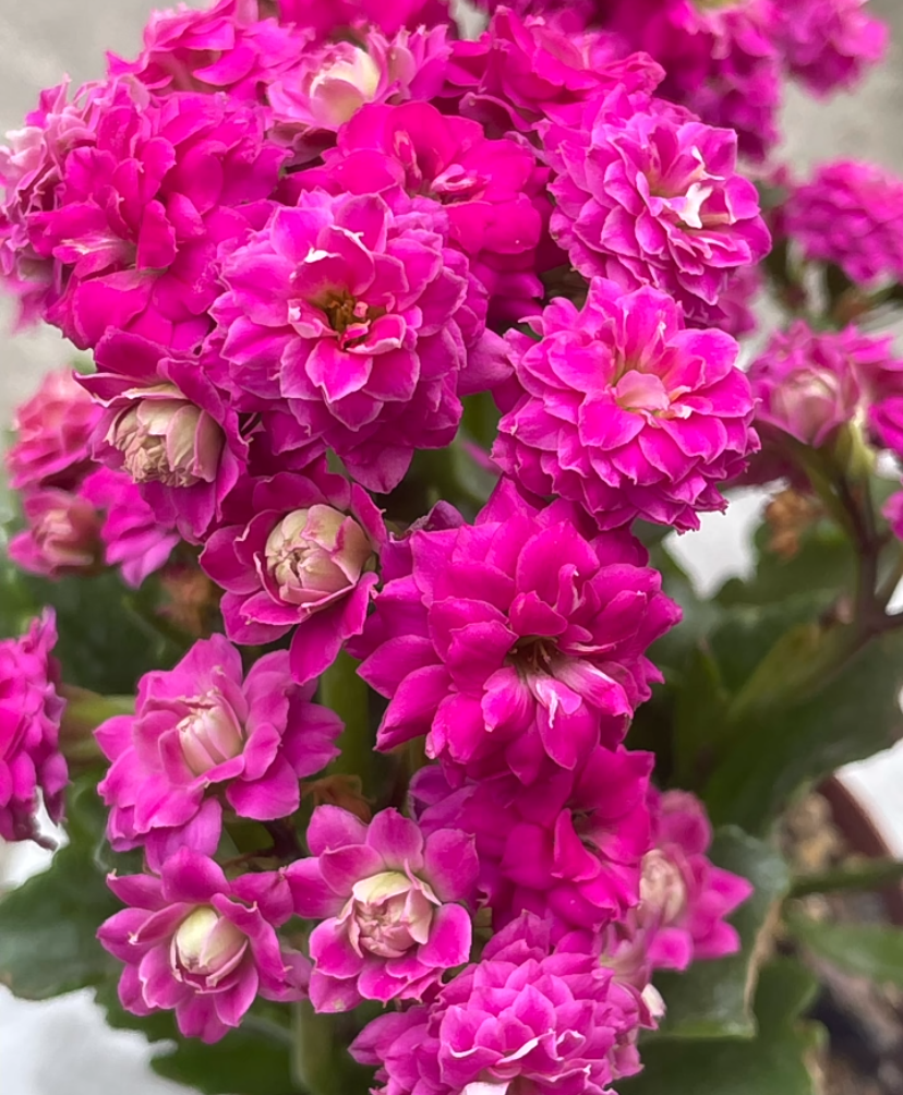 长寿花"新宠"—魅影,花朵大,颜色美,多季节绽放,养护也简单