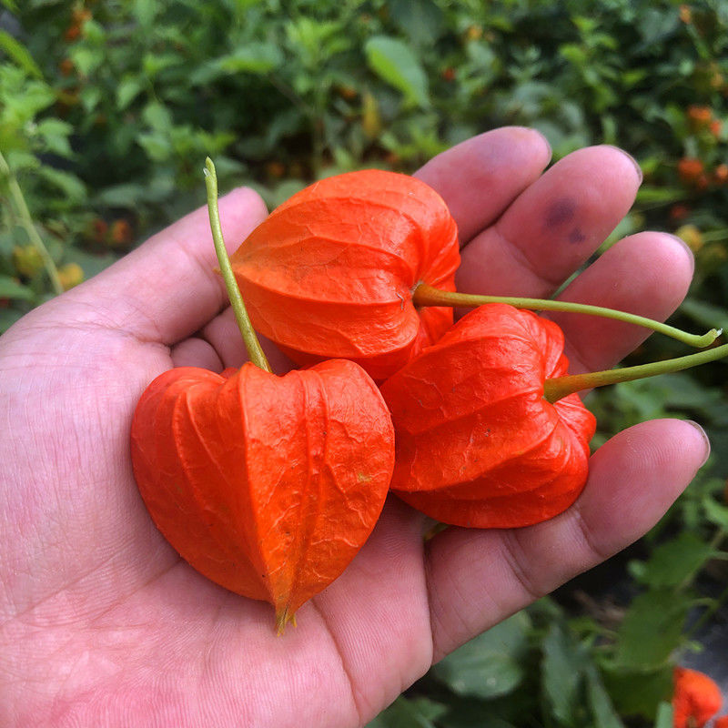 姑娘果种植技术和管理,让你轻松成为果园主人