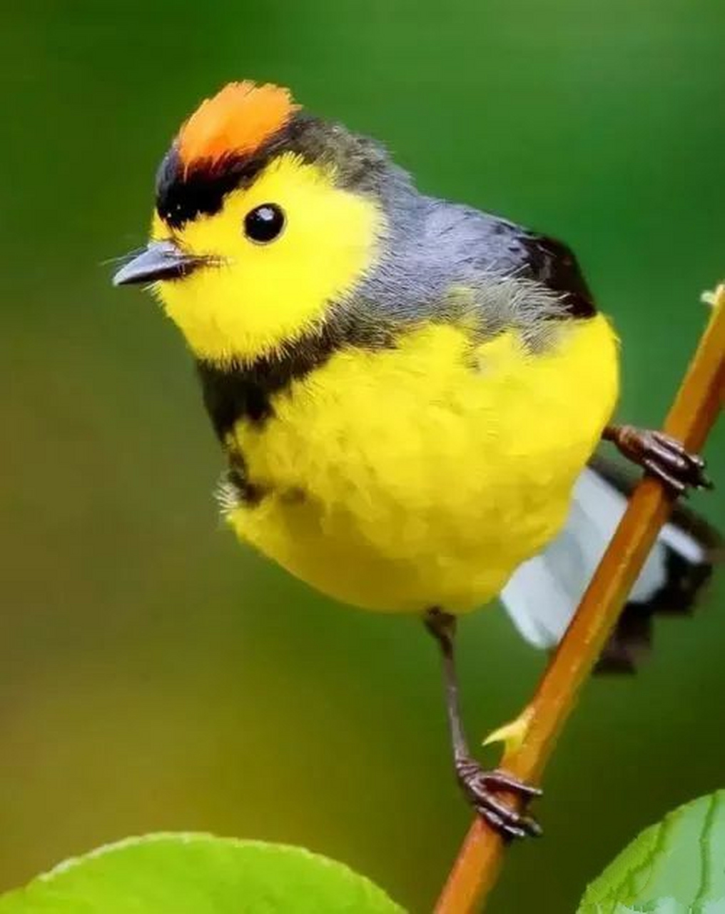 小鸟真是一种可爱的小动物,美丽的羽毛,鲜艳的颜色,滴溜滴溜的小眼睛.