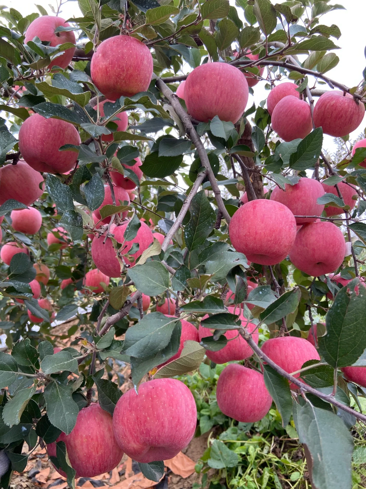 来来来,今天请大家吃烟台红富士苹果,又脆又甜又多汁的苹果,吃起来