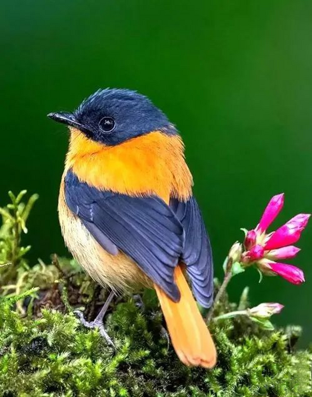 小鸟真是一种可爱的小动物,美丽的羽毛,鲜艳的颜色,滴溜滴溜的小眼睛.