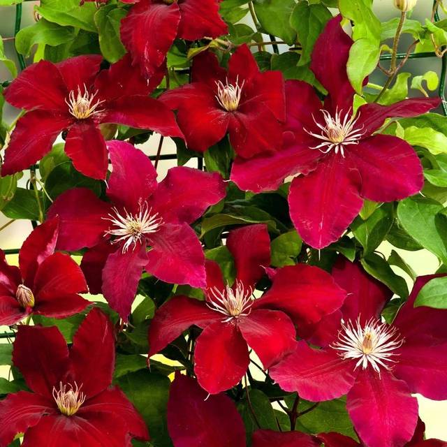 准备养"铁线莲"的花友,弄懂这7个问题,从春到秋赏不完的花