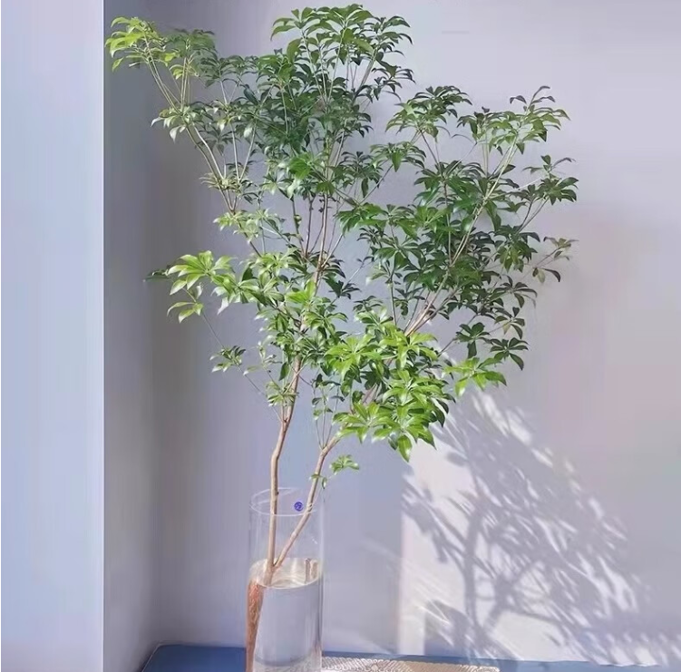 水培马醉木叶子变黑掉落的原因及应对措施