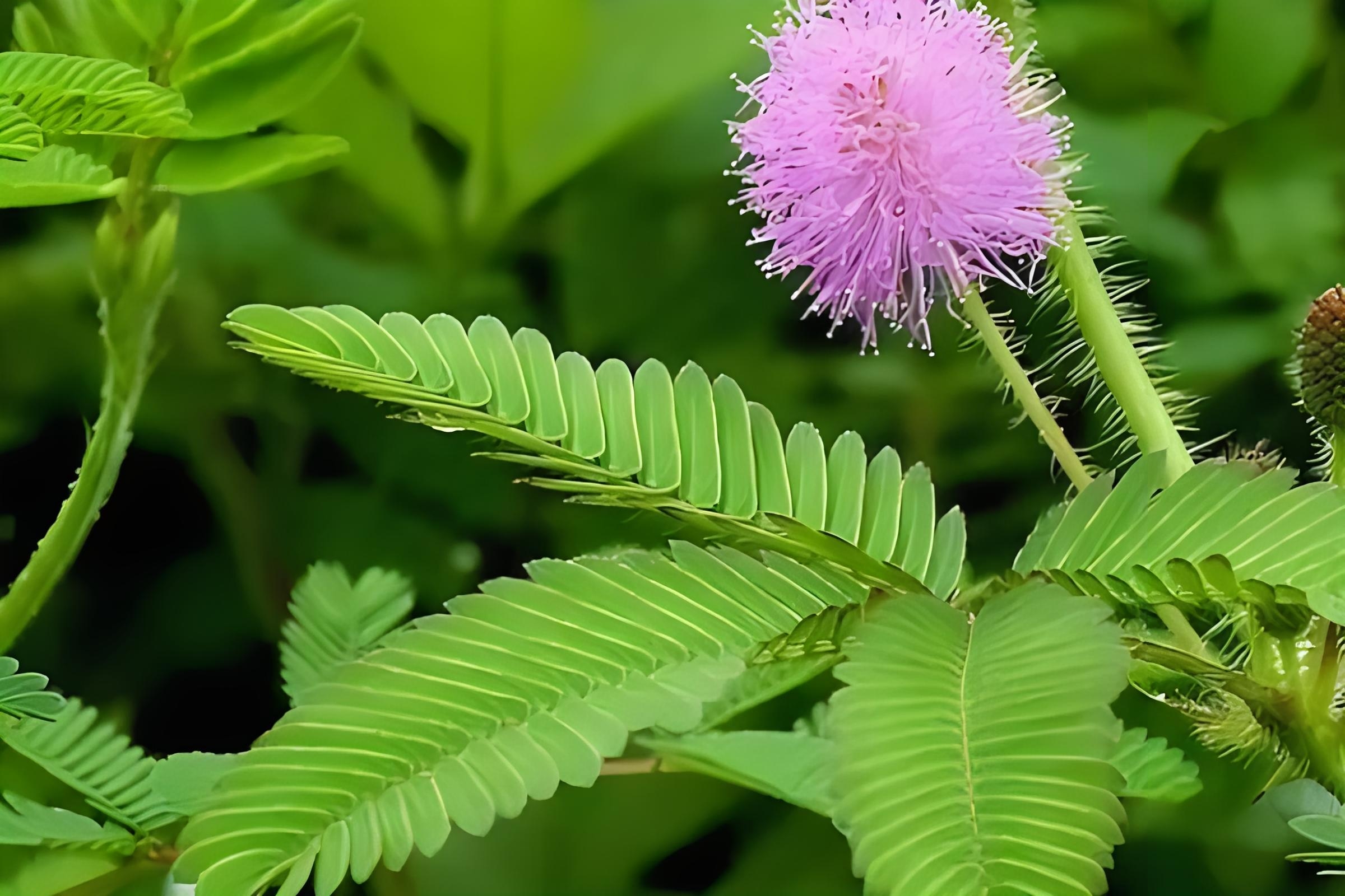 含羞草的正确浇水方法