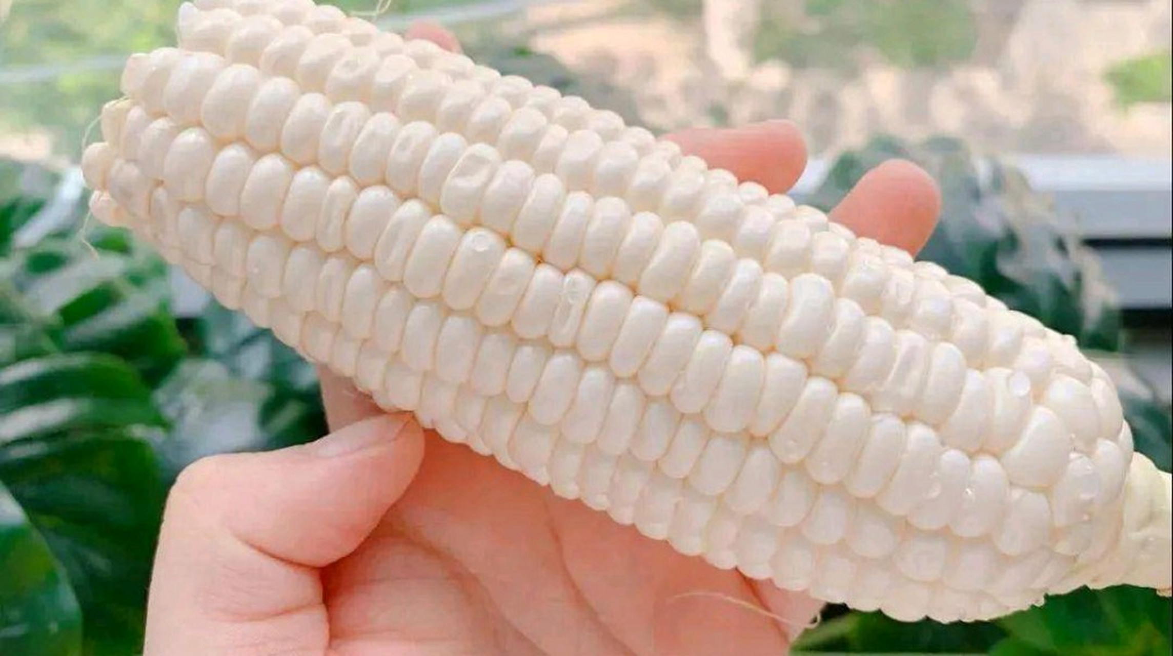 近年来,可生吃的水果玉米屡见不鲜.