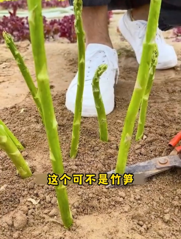 长得像竹子一样的菜,它就是芦笋,下一场雨就能摘上一茬!