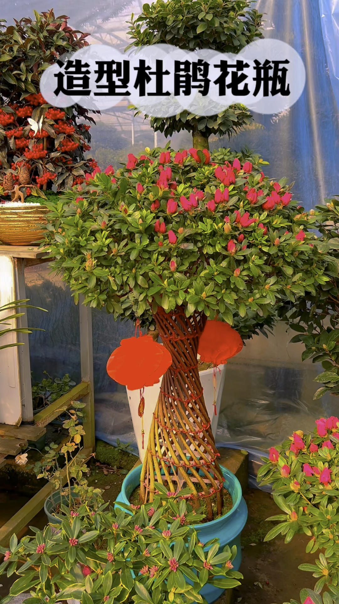 年宵花花瓶造型杜鹃花