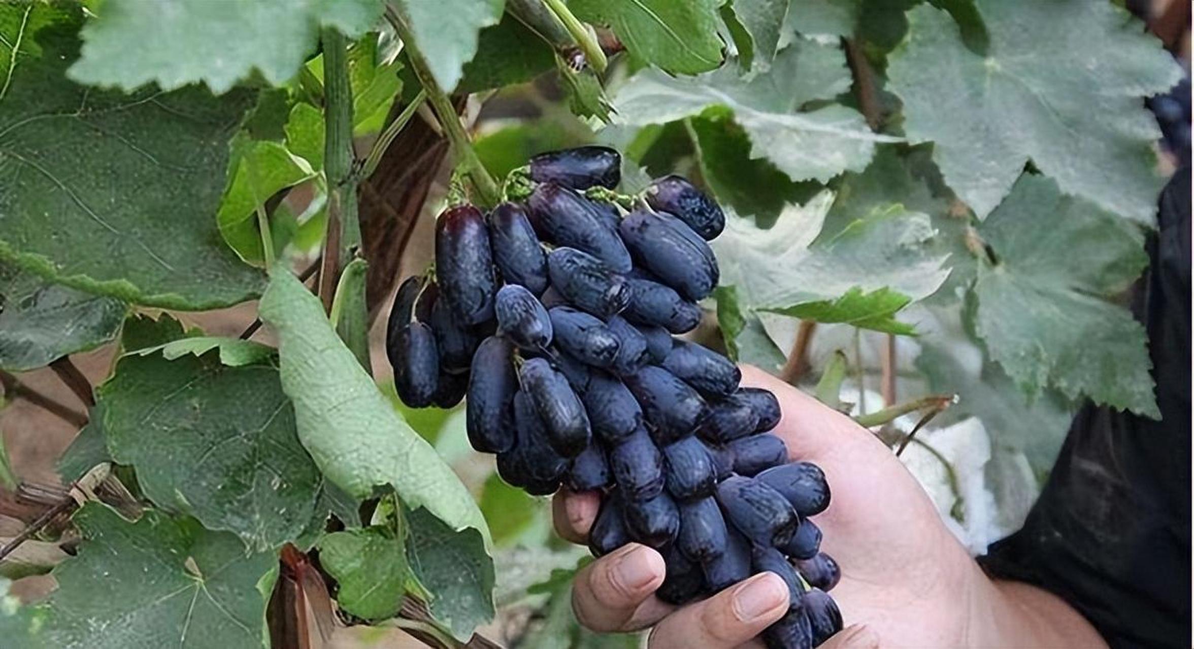 蓝宝石葡萄是一款口感香甜,无籽,易于种植的水果,具有美丽的外表和