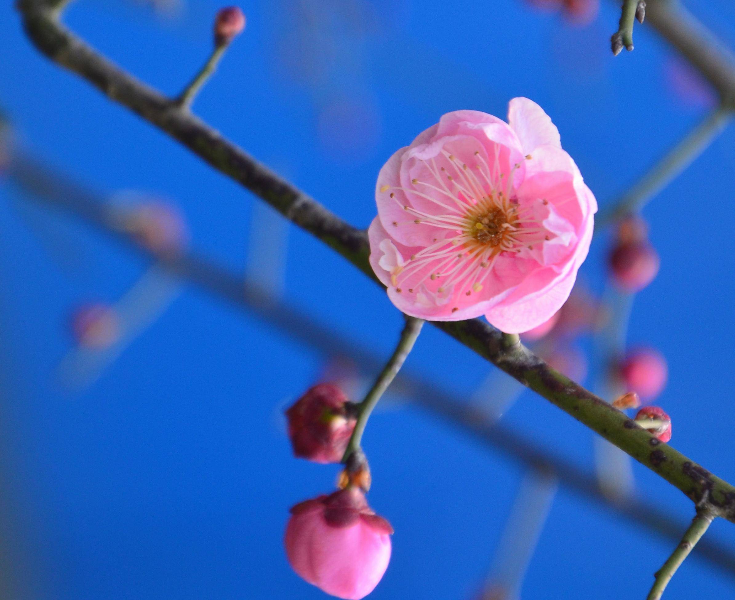 昆山亭林公园梅花图片