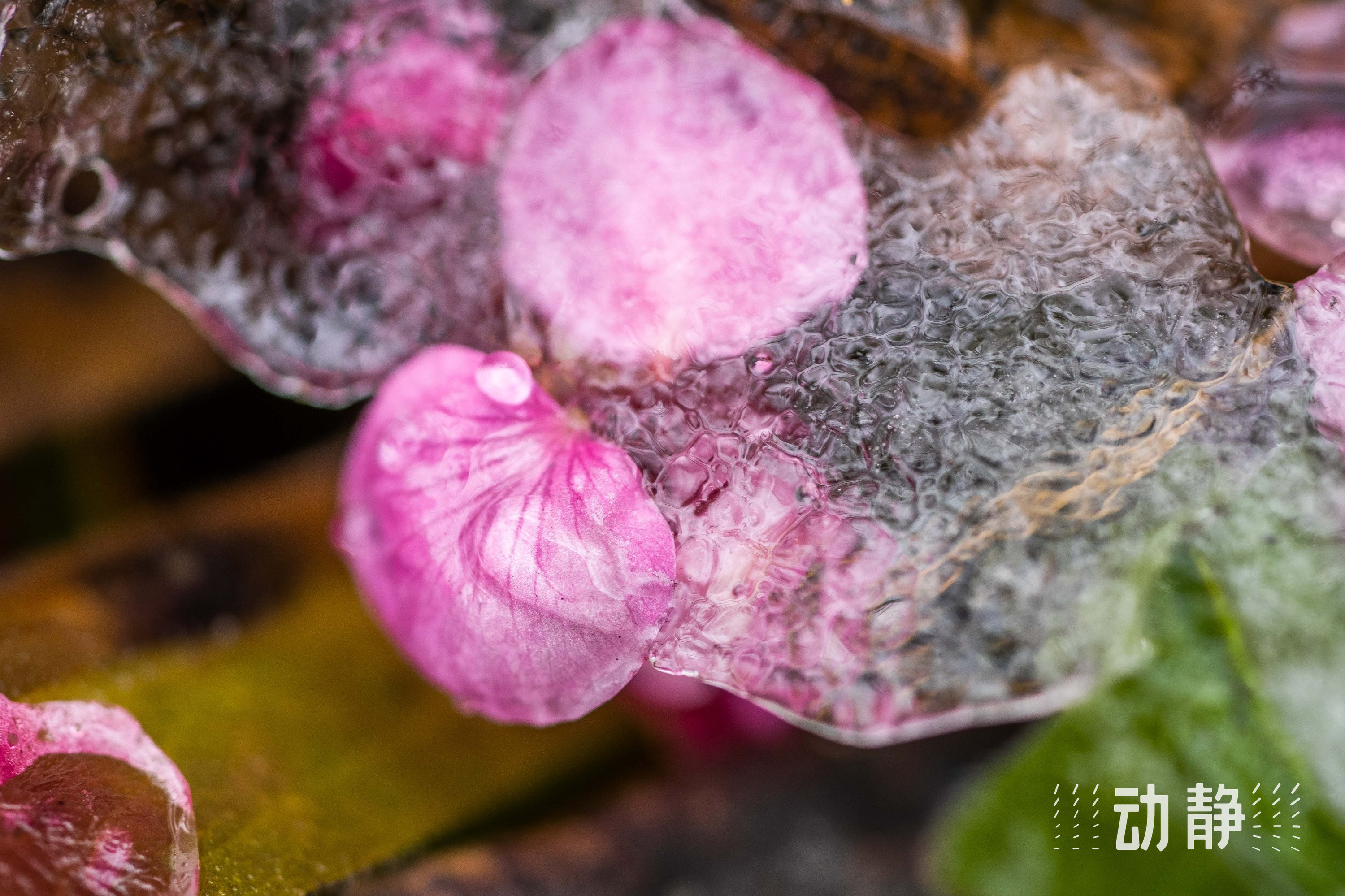 毕节:浪漫冬日,邂逅绝美冰花