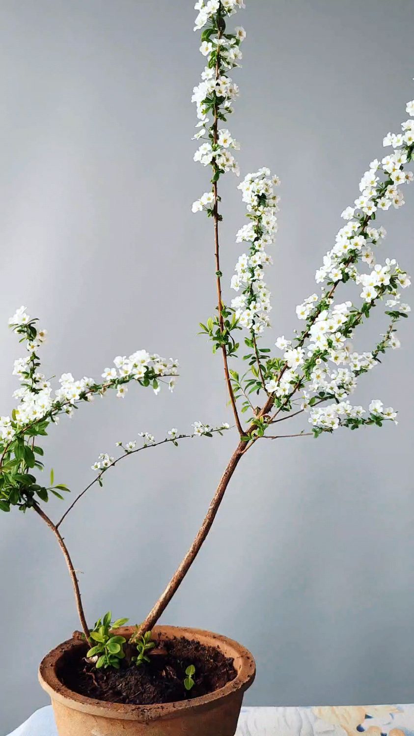 养了几年干枝雪柳,今年才发现盆栽雪柳是王炸,全面盛开,香啊