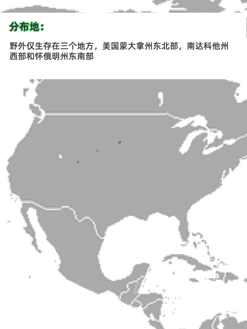 每天认识一种濒危动物——黑足鼬  中文学名:黑足鼬  拉丁学名