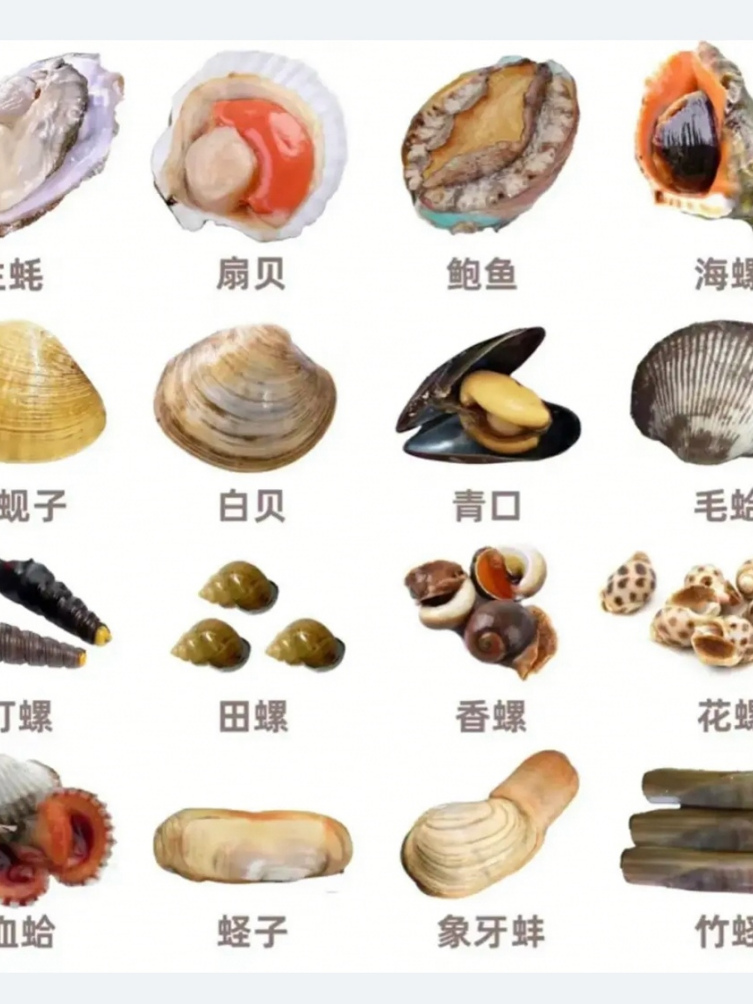 比如说,螃蟹,龙虾,扇贝,牡蛎等等,这些海鲜类食物都有着坚硬的外壳