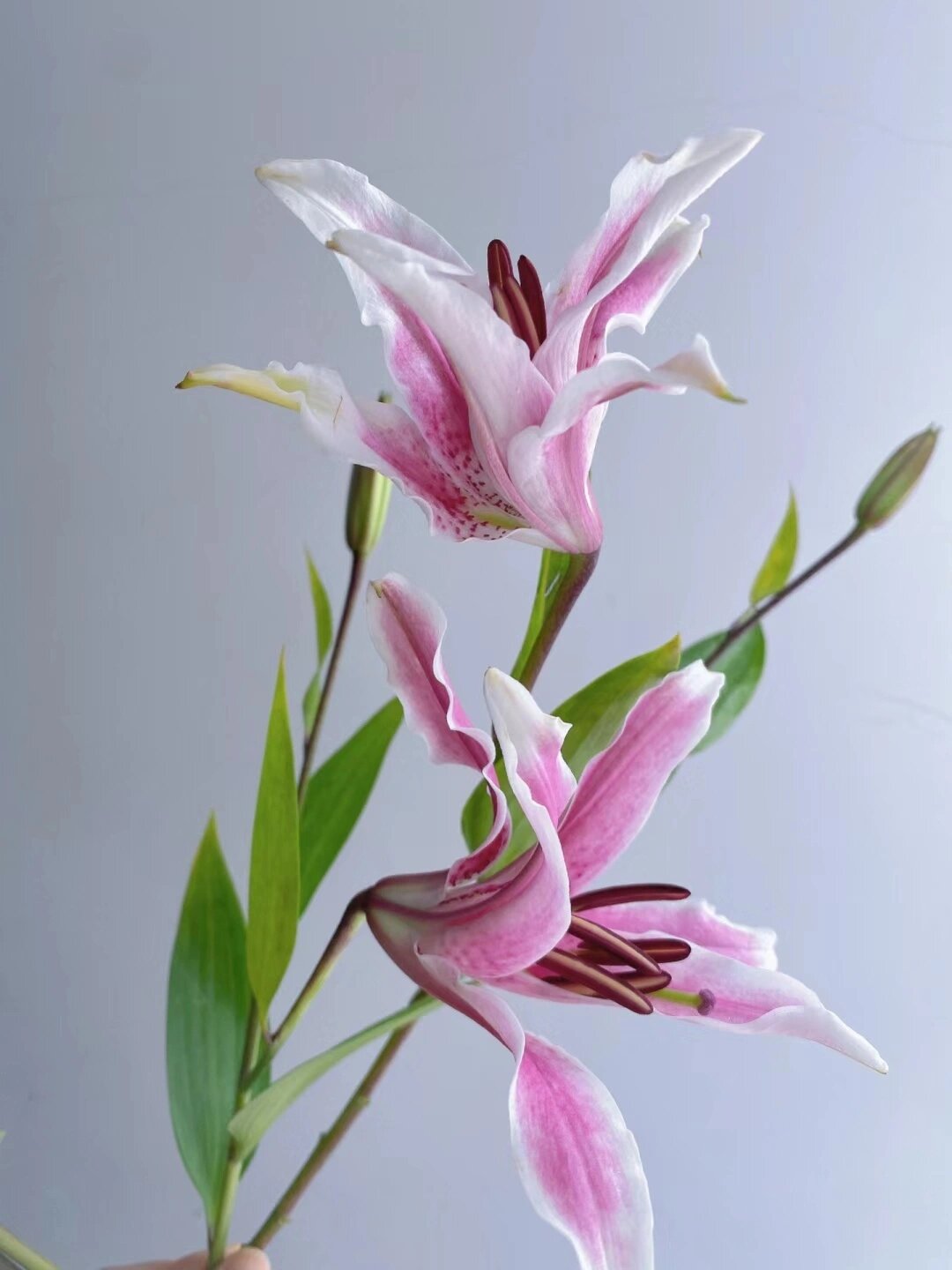 花  百合,这一名字蕴含着纯洁,高雅的意境,也是百合科百合属植物的