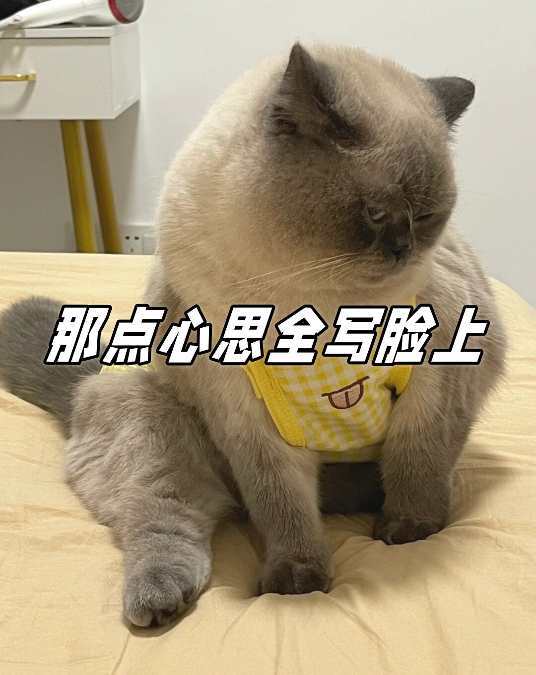 这只小猫咪仿佛每分钟都在转动着八百个小心思