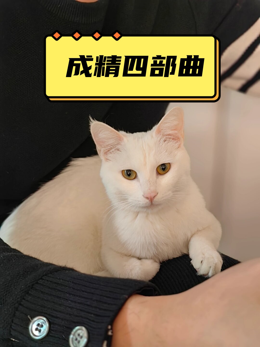 成精四部曲  贵妃猫卧姿显灵性, 呼噜声如雷震天动地响, 独爱偎依在