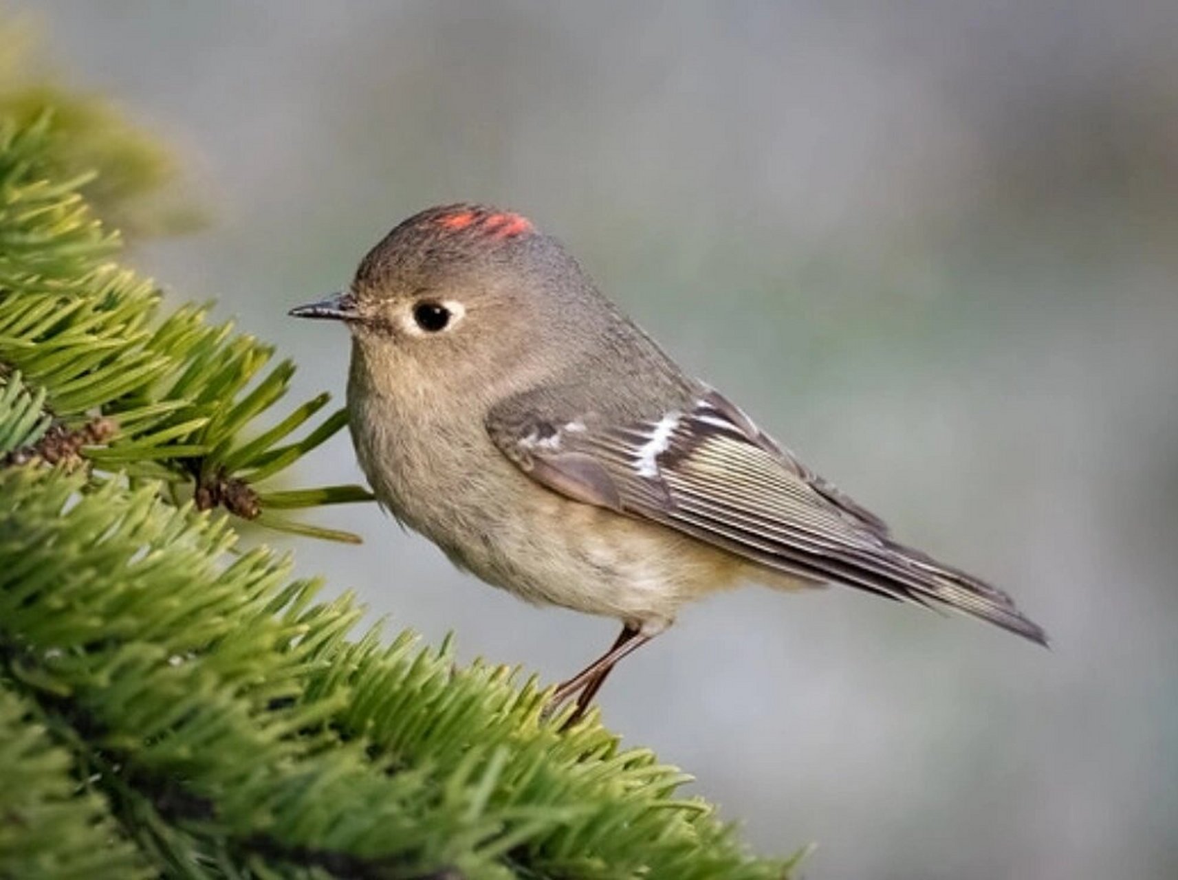 每天了解一种动物|红冠戴菊  红冠戴菊:金冠之鸟  红冠戴菊,是一种