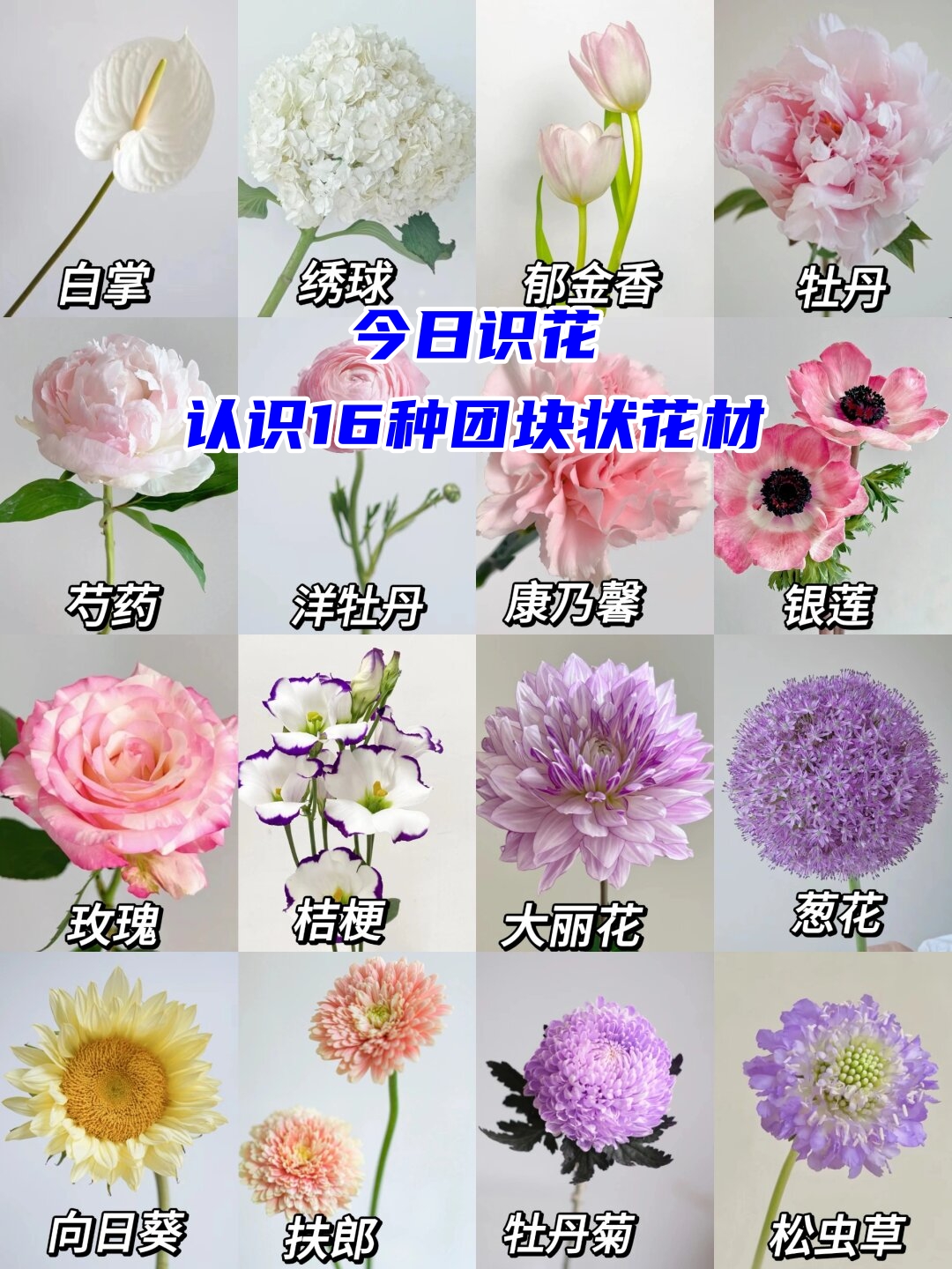 今日识花‖认识16种团块状花材