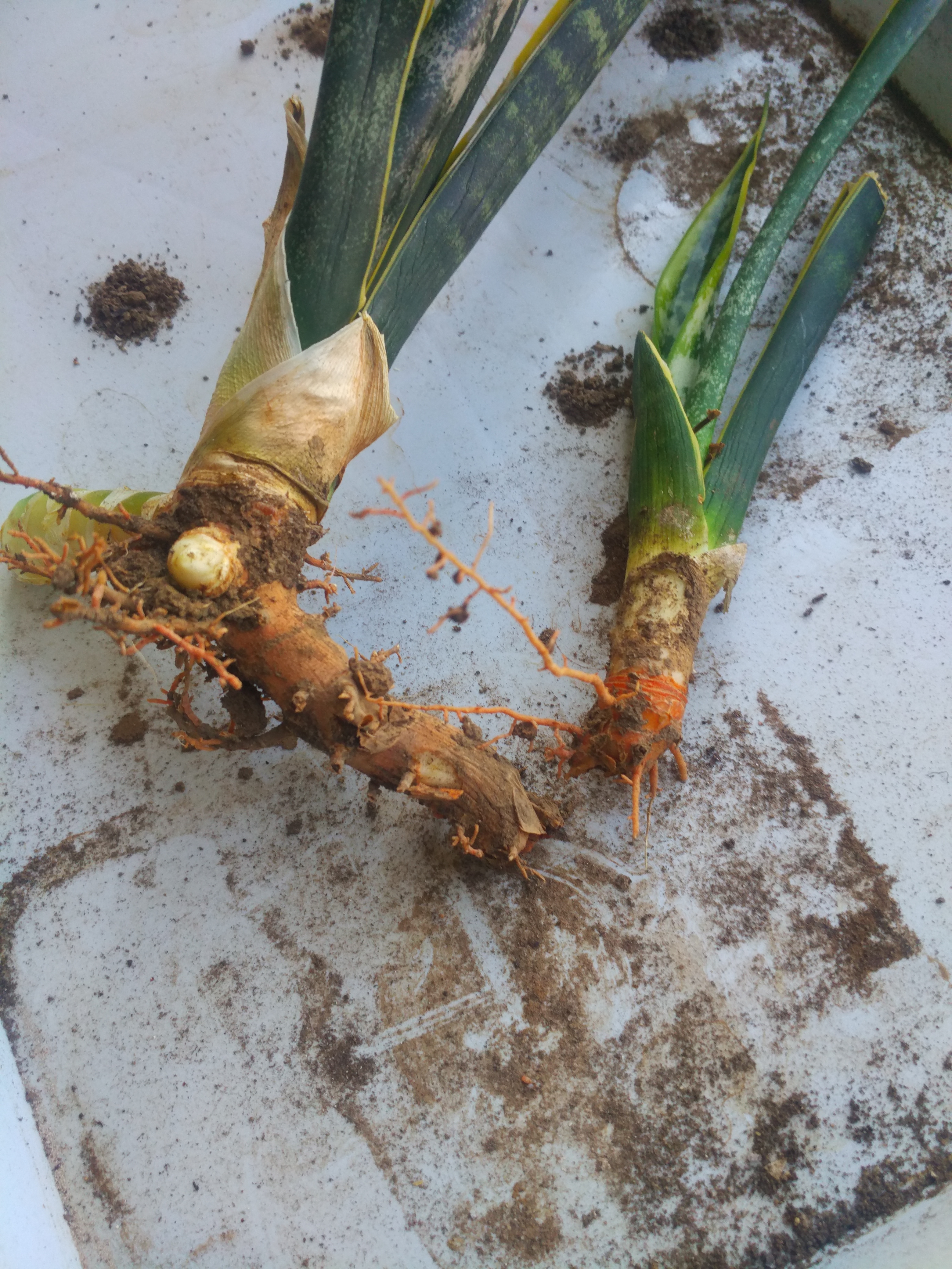 第一步先给虎皮兰脱盆,把植株上干枯坏掉的根系清理干净,如果需要