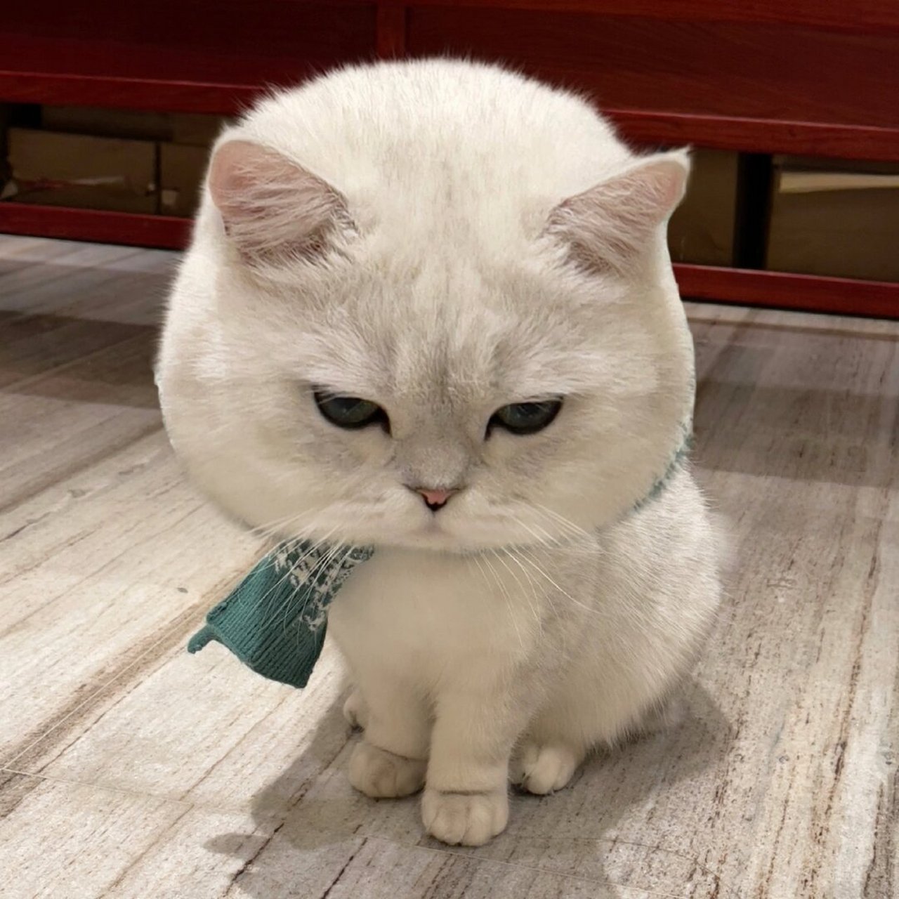 经常有许多阿姨们向我询问猫咪的表情包素材,无奈本人略显慵懒,久得
