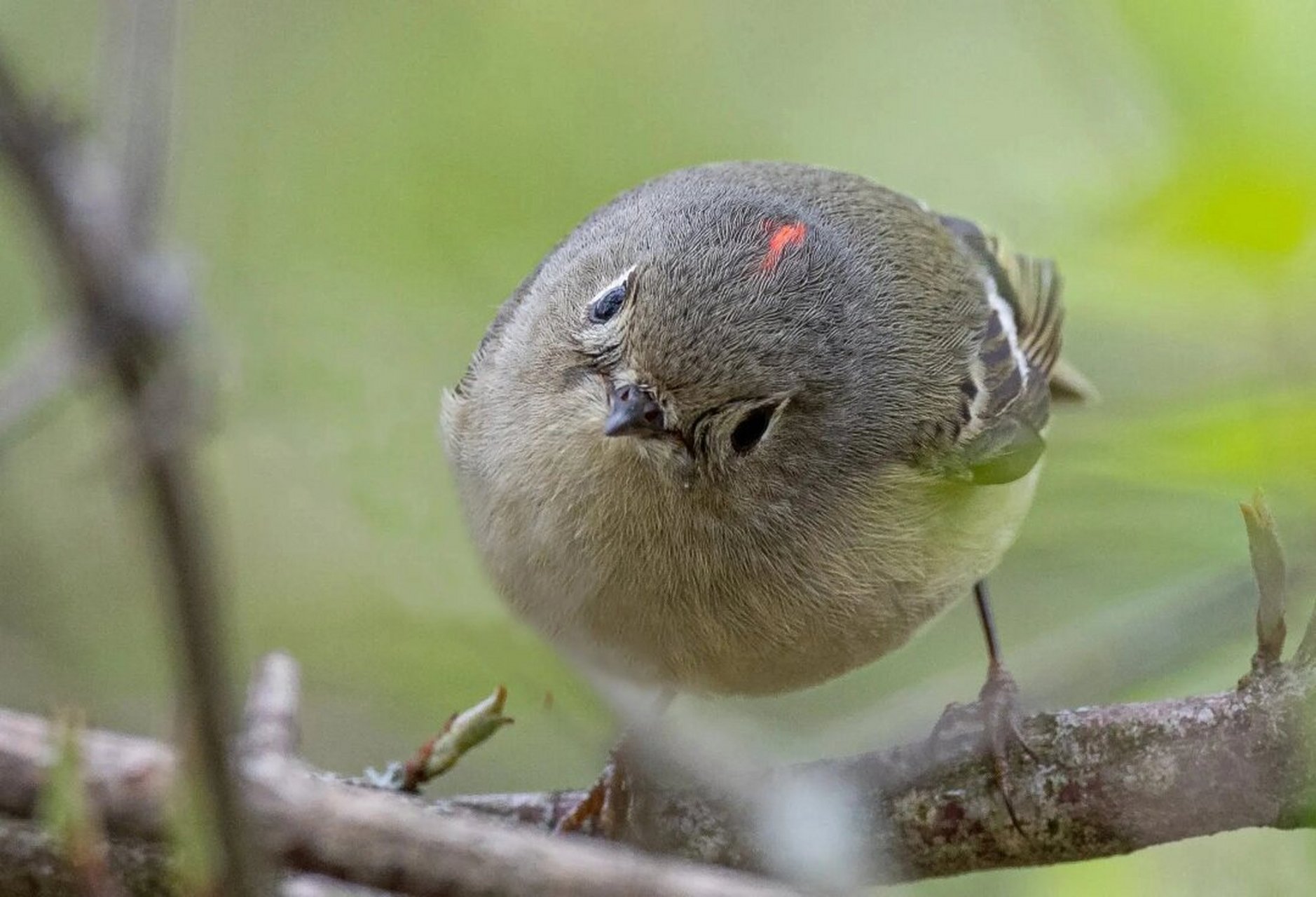 每天了解一种动物|红冠戴菊  红冠戴菊:金冠之鸟  红冠戴菊,是一种