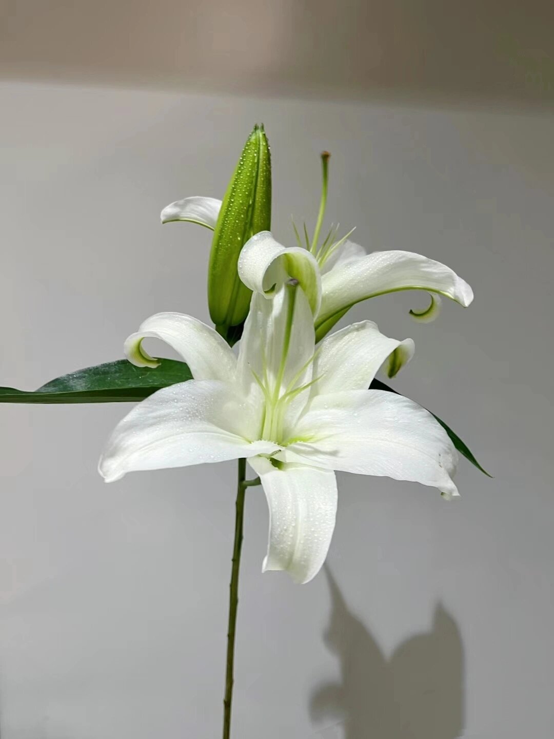 花  百合,这一名字蕴含着纯洁,高雅的意境,也是百合科百合属植物的