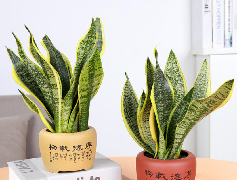 虎皮兰怎么换盆?