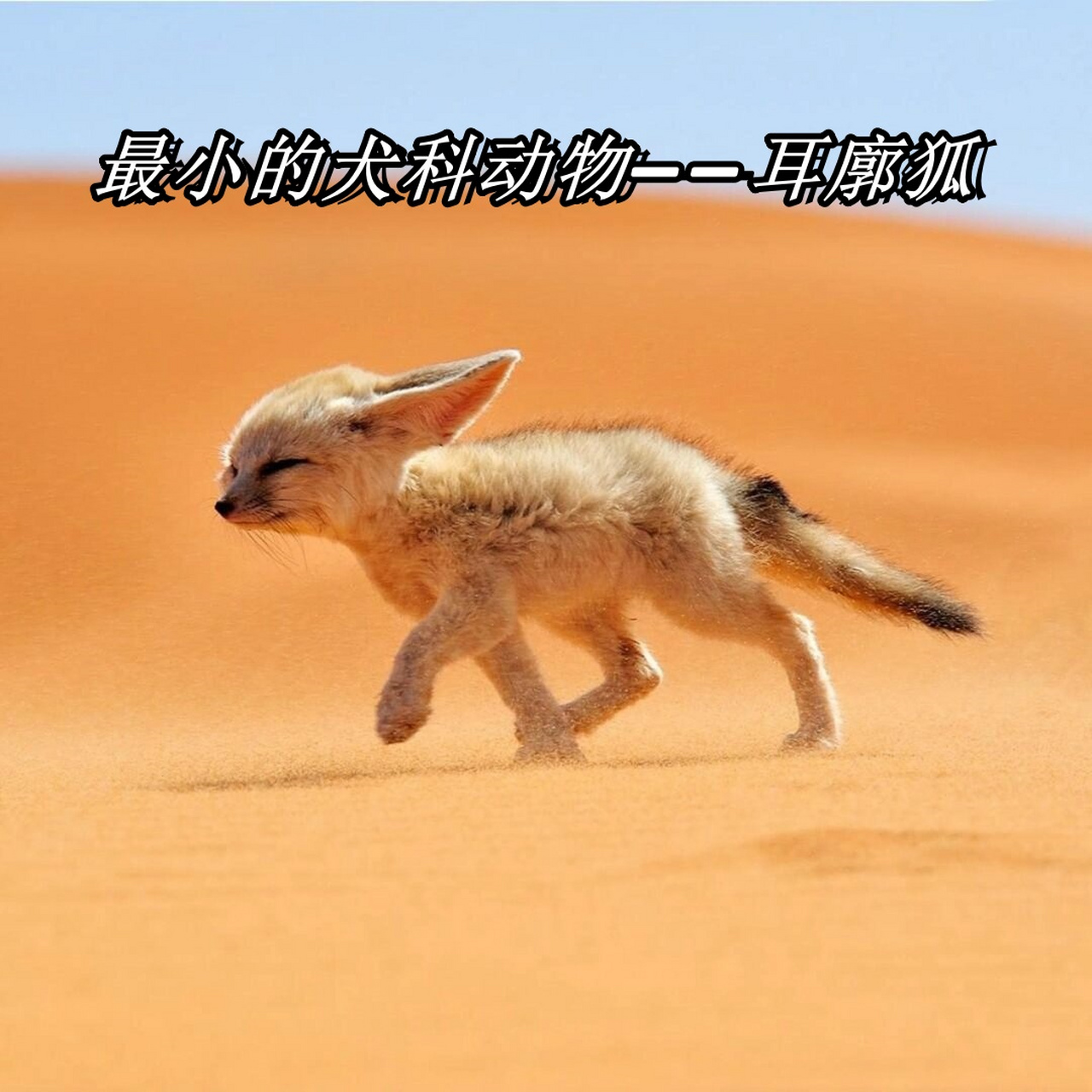 最小的犬科动物——耳廓狐  01cnn曾举办的《最可爱动物排行榜》中