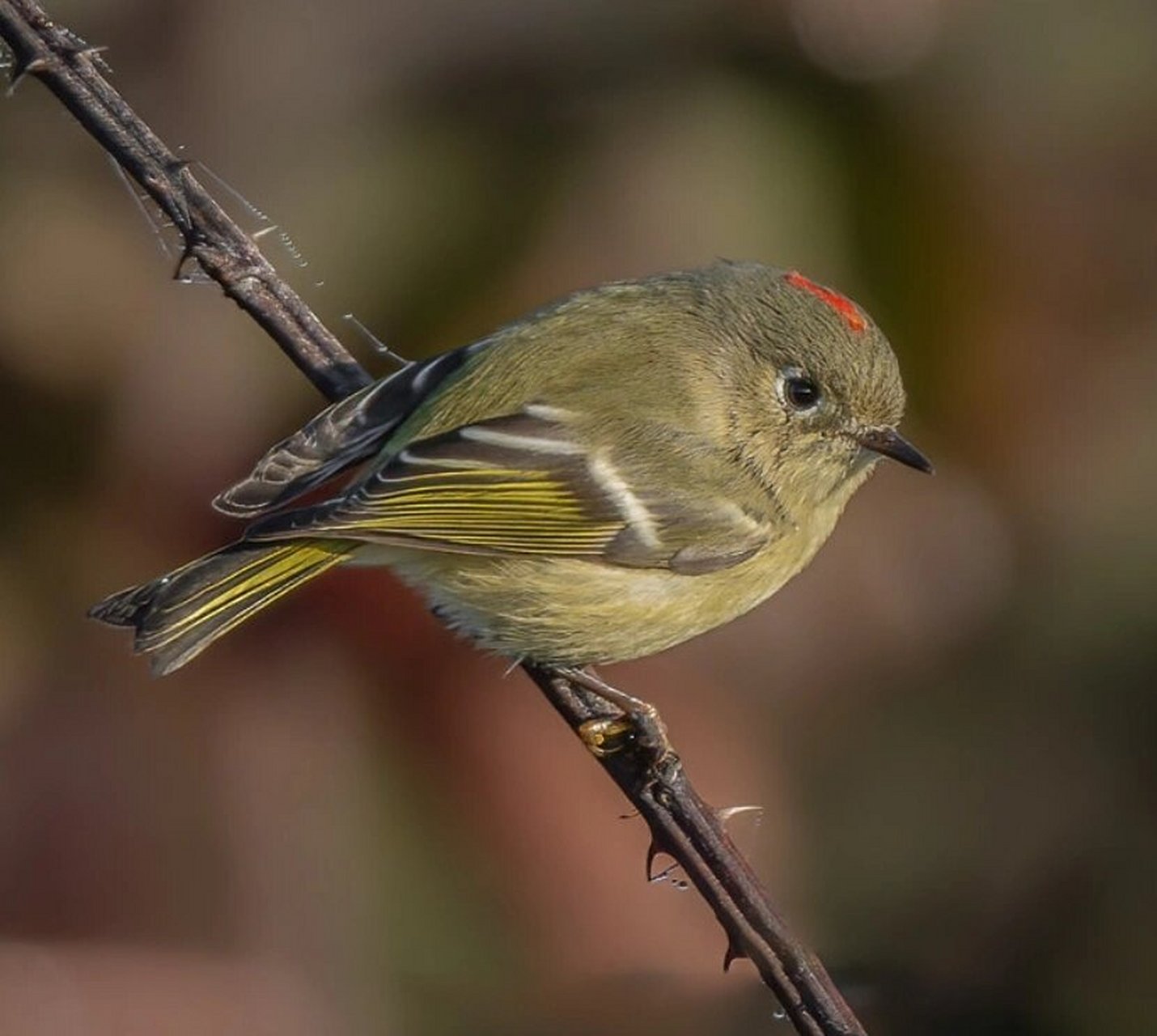 每天了解一种动物|红冠戴菊  红冠戴菊:金冠之鸟  红冠戴菊,是一种