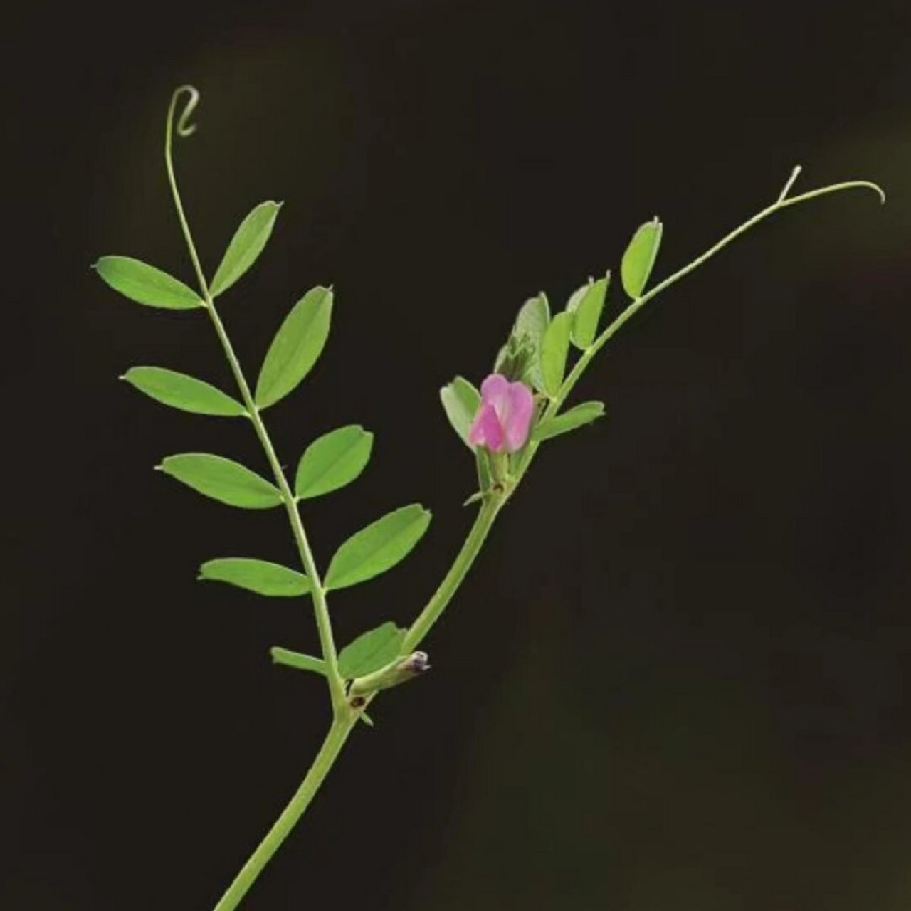每天认识一种草——草业科学  箭筈豌豆:  学名:vicia villosa 植物