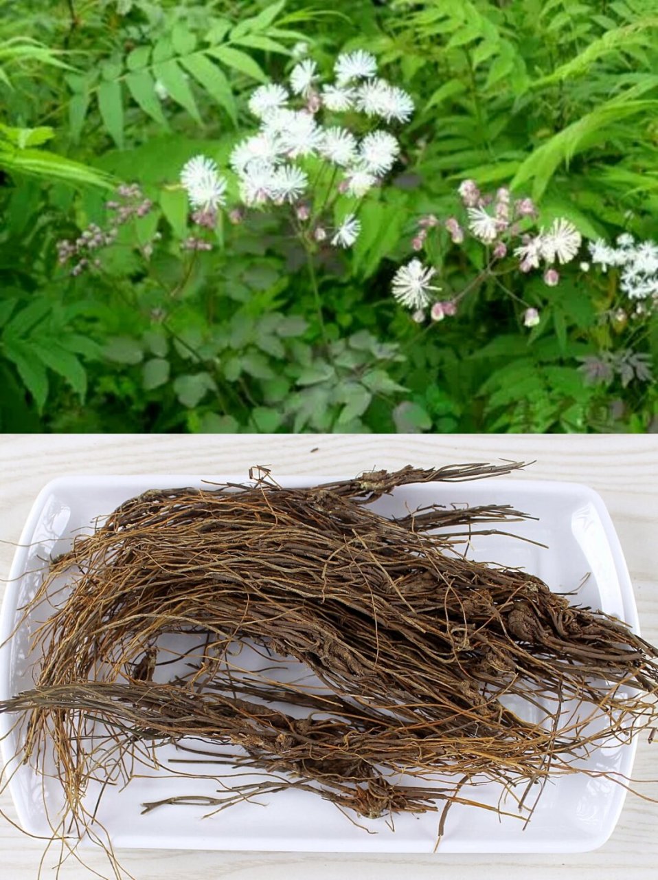 认识一味中草药|马尾连  91别名:马尾黄连,马尾连根,小木通,铁骨散