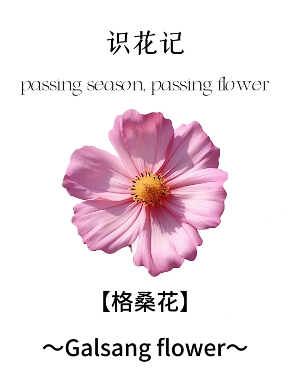 格桑花,这藏于西藏深处的幸福使者,其花语是对幸福,美好时光的追求