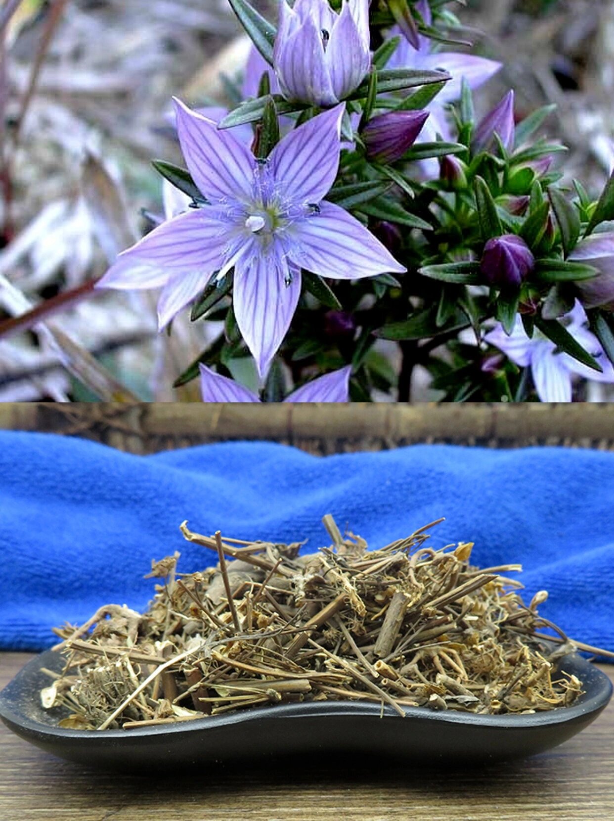 草药黑根的本草图片图片