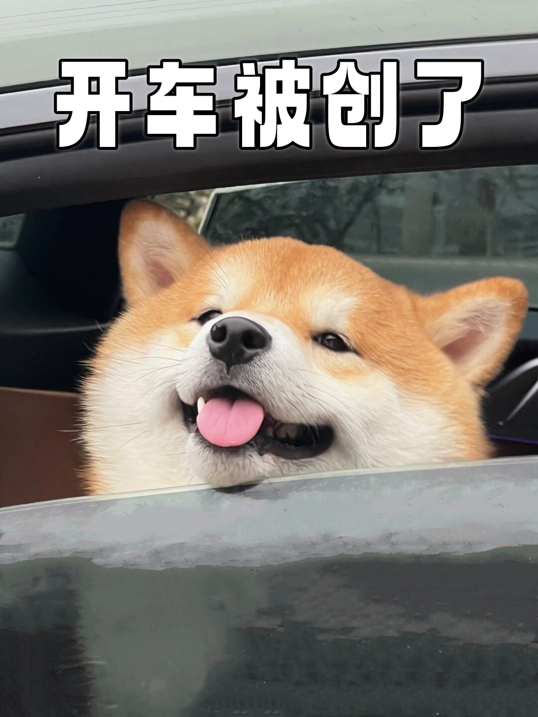 被邻车中一只小狗的绝世美貌深深"击中"了心扉,让人忍不