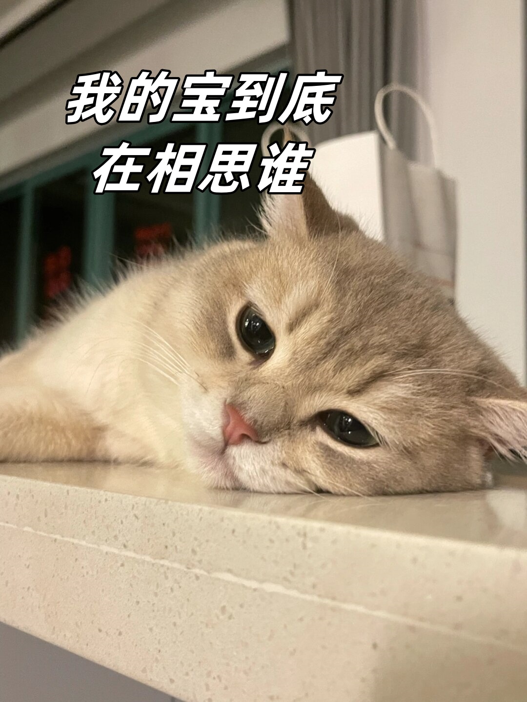 想你表情包可爱猫咪图片