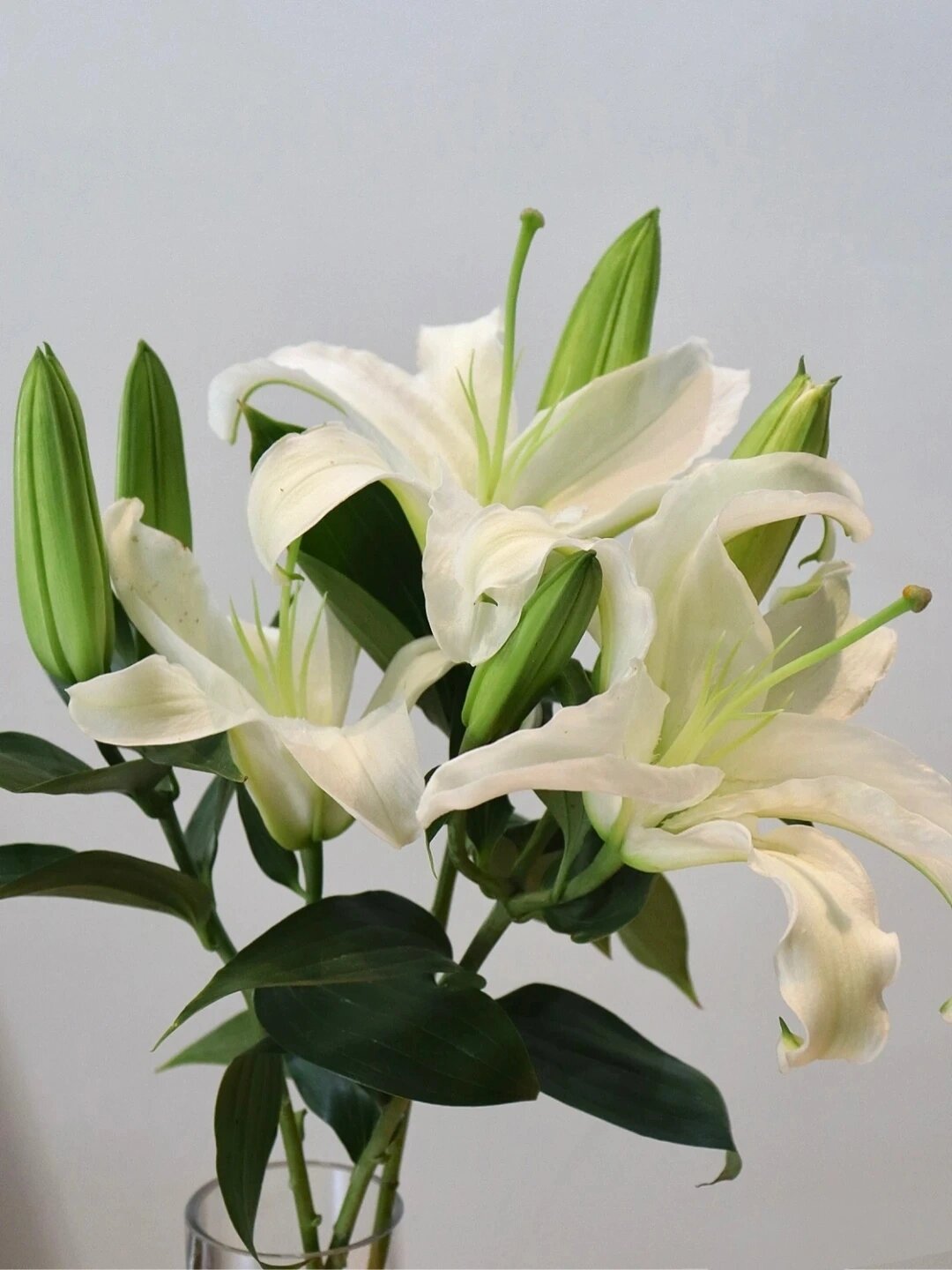 每天认识一种花-百合花  百合,这一名字蕴含着纯洁,高雅的意境,也是