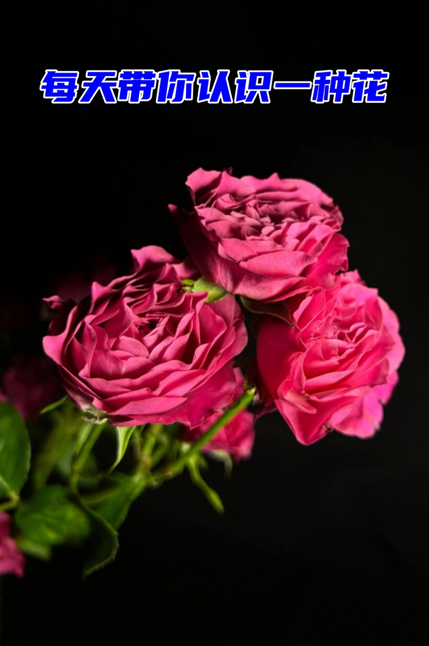 桃花笺|别名:暂无 ┈┈┈┈┈┈┈┈┈┈┈┈┈ 91门:被子植物门