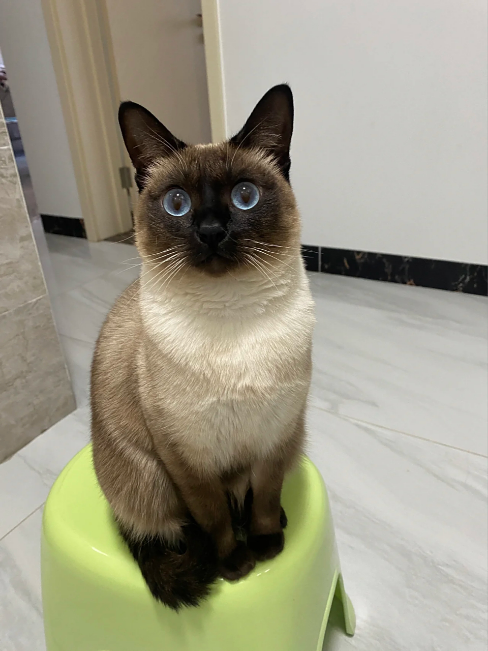 迷人暹罗猫:高雅的美丽之源  今天,我要为你揭示一种超级萌的猫咪品种