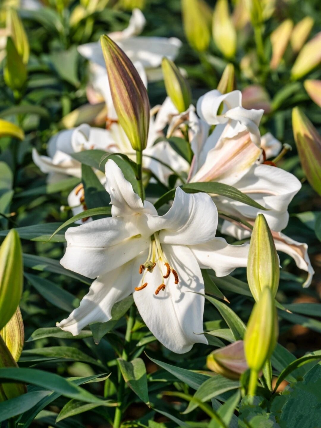 花  百合,这一名字蕴含着纯洁,高雅的意境,也是百合科百合属植物的