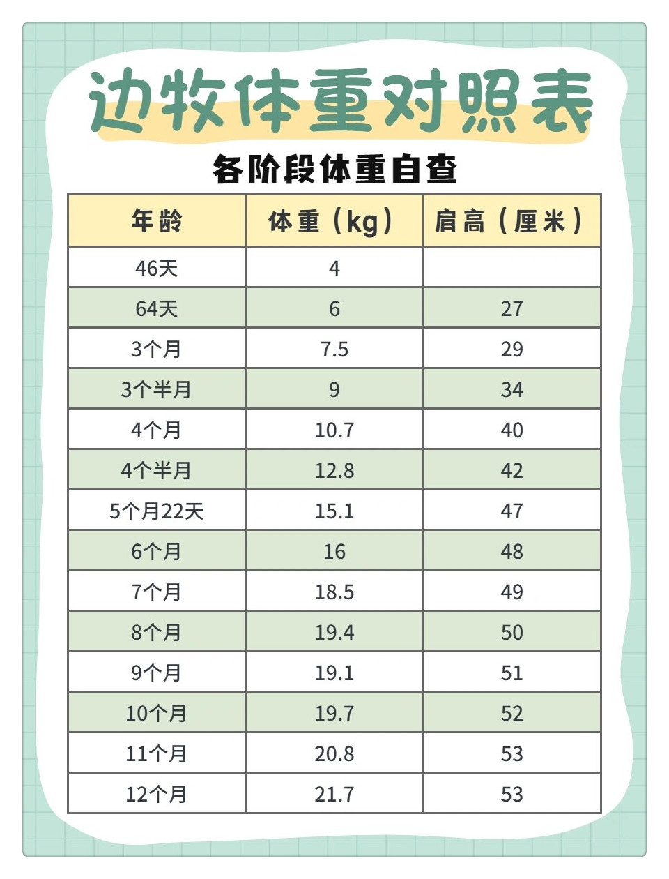 边牧年龄对照表图片