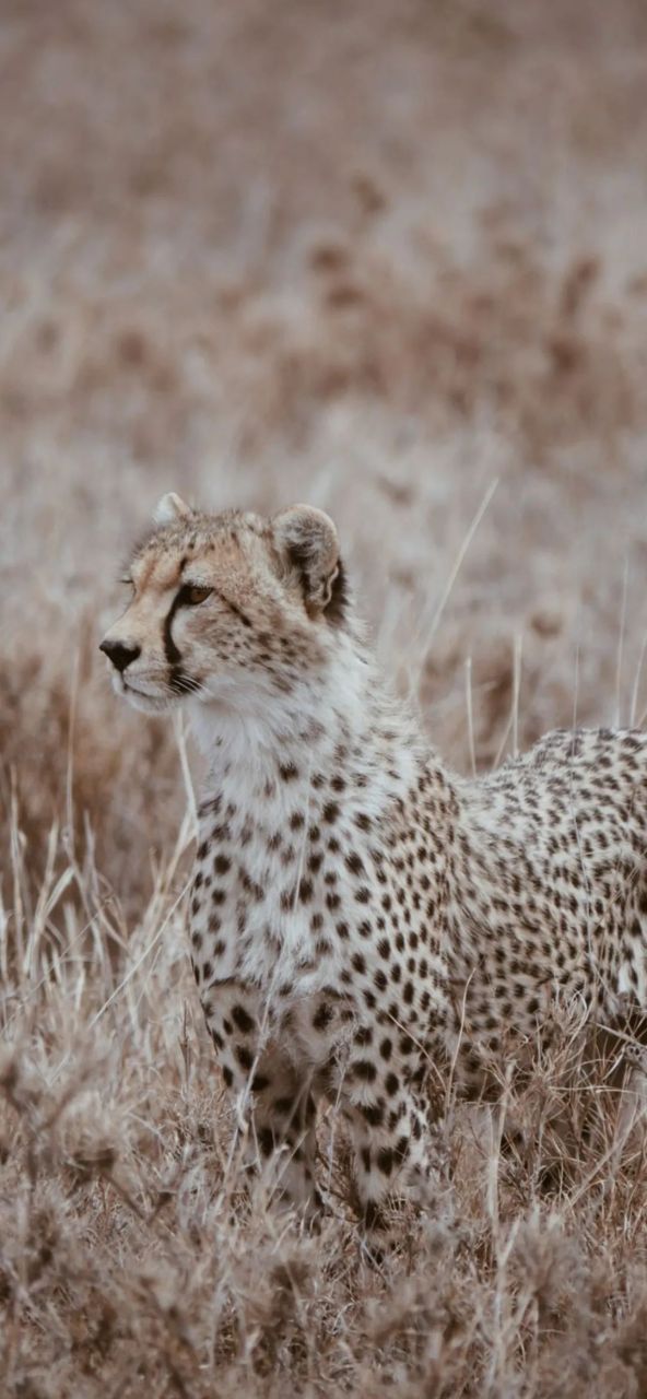 豹子高清手机壁纸 豹子,优雅而充满力量的动物,其华丽的外皮与大自然