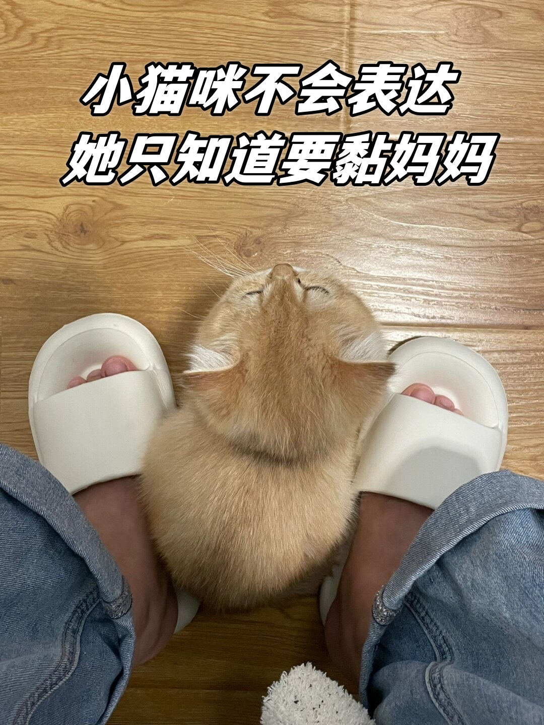 小猫咪什么都不知道图片