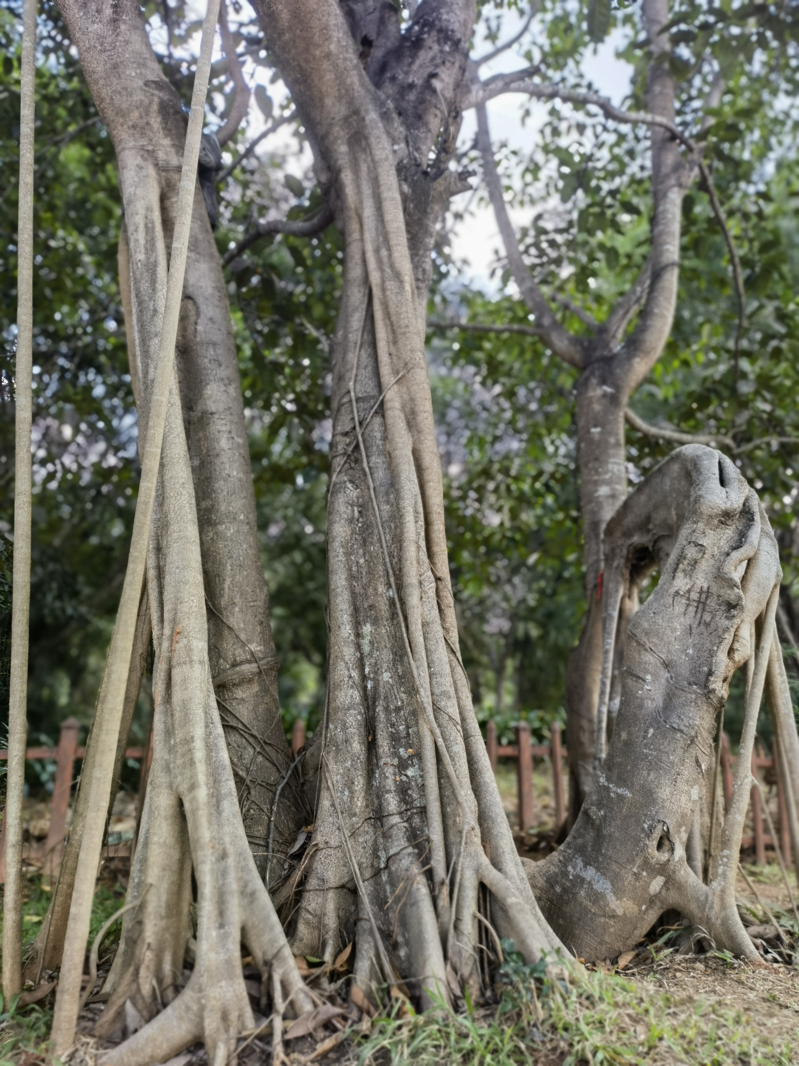 勐泐雨林公园,一个令人心旷神怡的名字,也是西双版纳的一颗绿色明珠