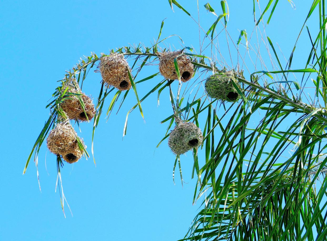 南非杰出的鸟儿建筑师:织巢鸟(原创摄影)